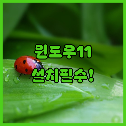 윈도우 11 배포 일정에 따른 설치 안내 확인 방법